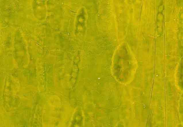 Untitled 2007, detail